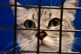 В Надыме срочно нужны волонтёры для помощи бездомным кошкам