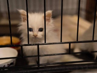 Приют «Лучик» переполнен: 60 кошек нуждаются в помощи